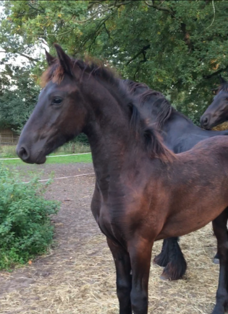 Glorie W. fan 'e Piksen