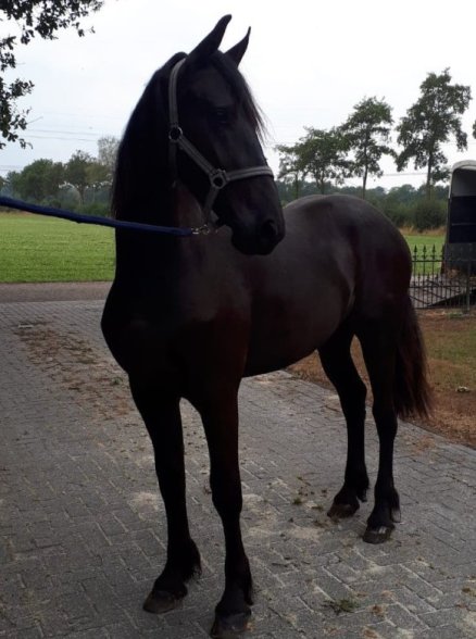 Dautsen W. fan 'e Piksen