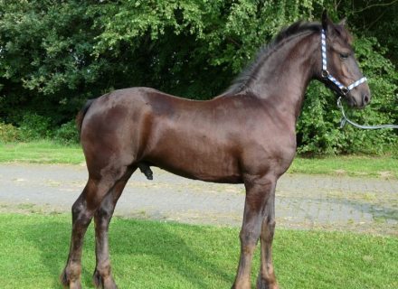 Nobel W. fan 'e Piksen