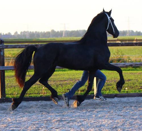 Marijke fan Ferwâlde