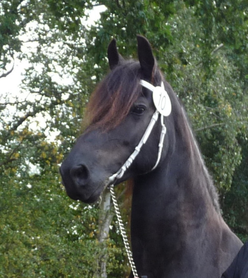 Chique du Chardonné