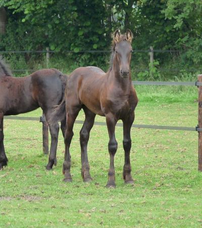 Royal W. fan 'e Piksen