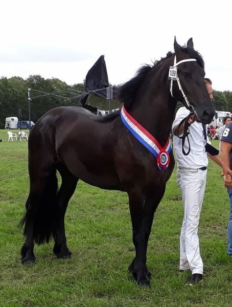 Wyzedame W. fan 'e Piksen