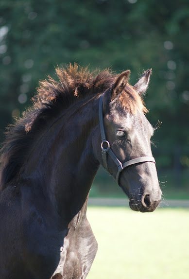 Kaay W. fan 'e Piksen