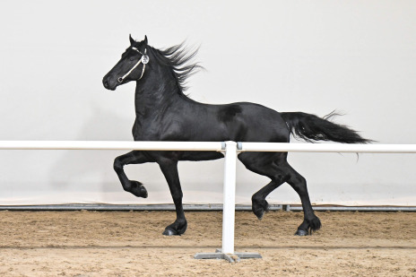 Neron W. fan 'e Piksen