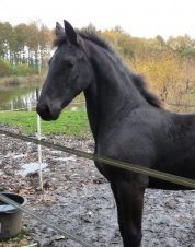 Moor W. fan 'e Piksen