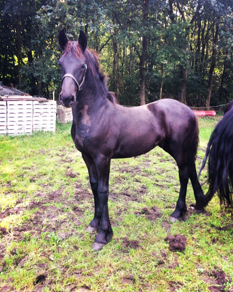 Abel W. fan 'e Piksen