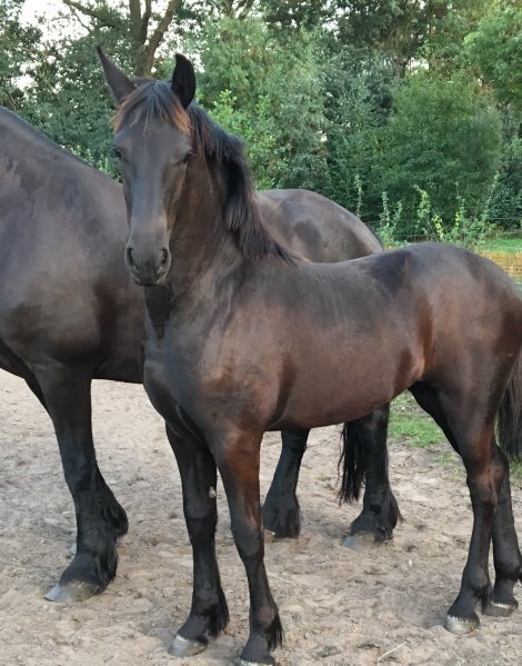 Henna Harmina W. fan 'e Piksen