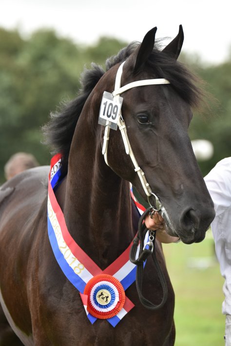 Wyzedame W. fan 'e Piksen