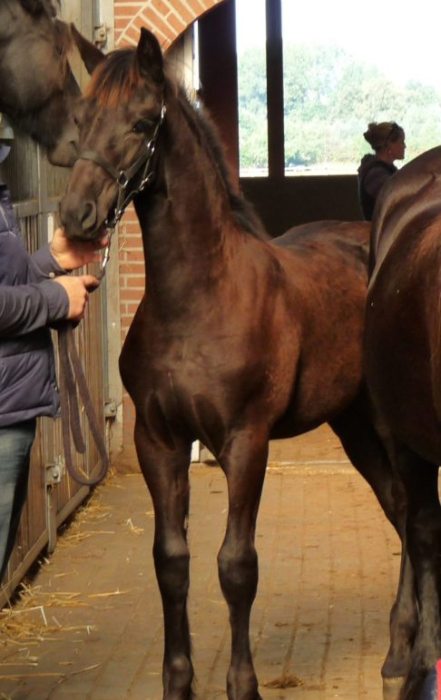 Pareldame W. fan 'e Piksen