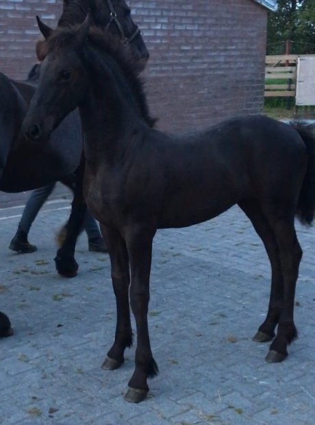 Douwe W. fan 'e Piksen